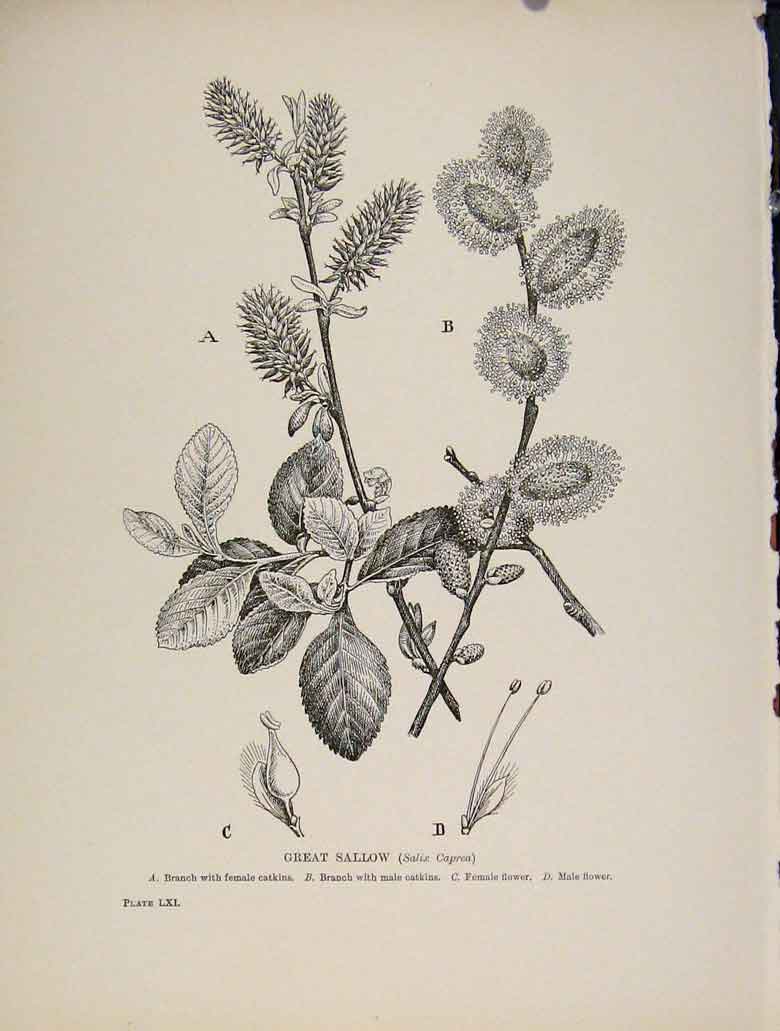 Original Old Antique Print C1909 Trees And Shrubs Great Sallow Plant 20th