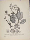 Original Old Antique Print C1909 Alder Plant Trees And Shrubs Flower 20th