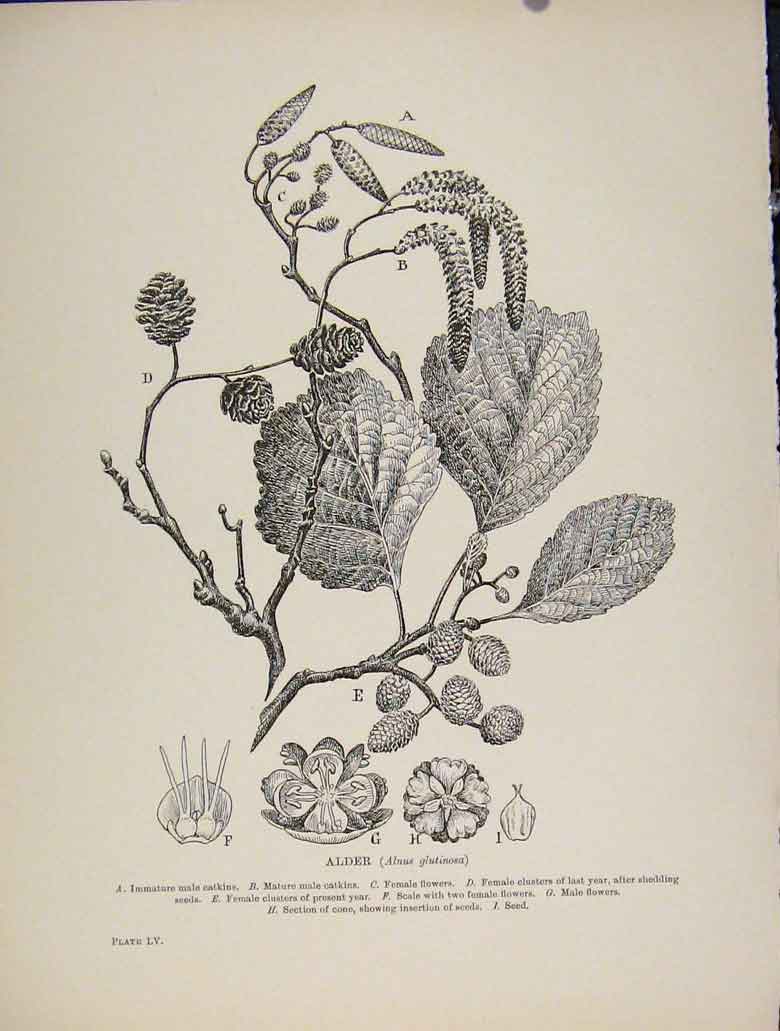 Original Old Antique Print C1909 Alder Plant Trees And Shrubs Flower 20th