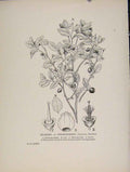 Original Old Antique Print Bilberry Whortleberry Trees And Shrubs Flower