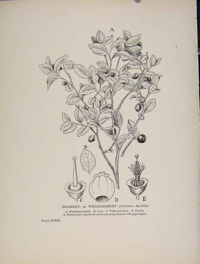 Original Old Antique Print Bilberry Whortleberry Trees And Shrubs Flower