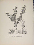 Original Old Antique Print Trees And Shrubs Small Leaved Cotoneaster