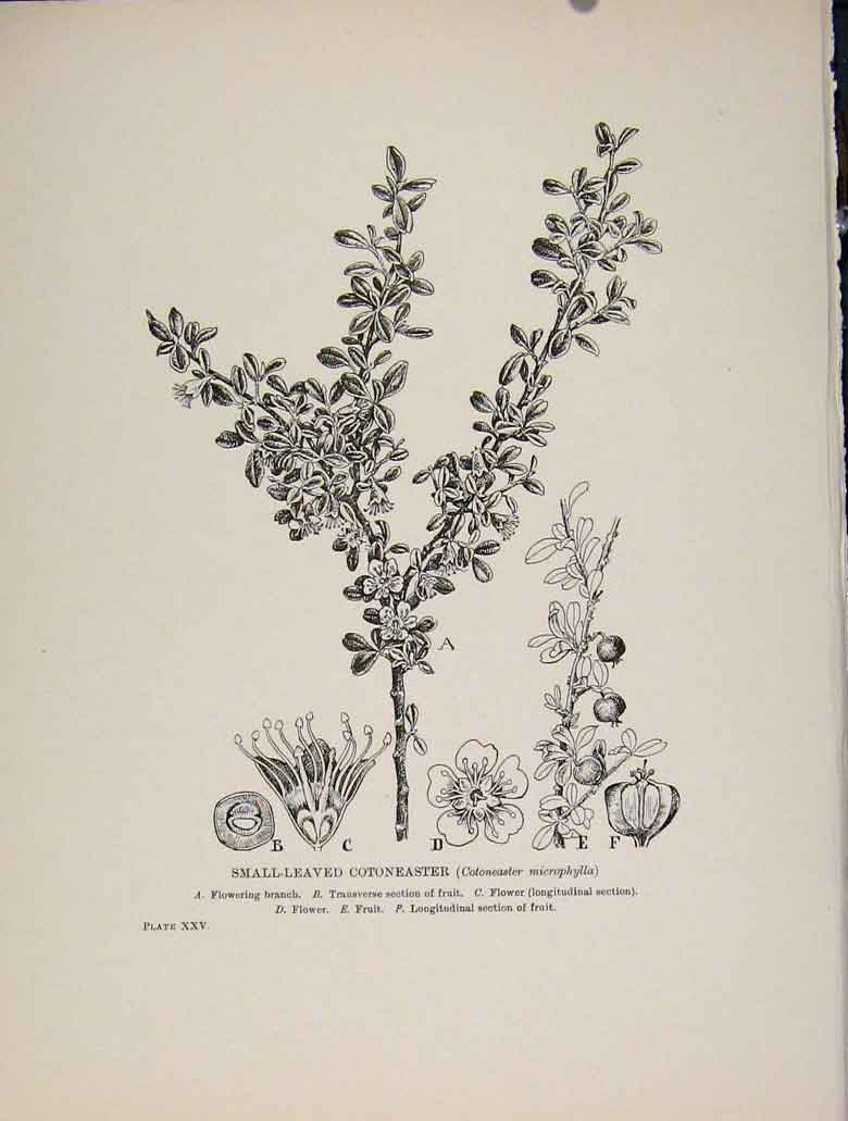 Original Old Antique Print Trees And Shrubs Small Leaved Cotoneaster