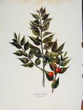 Original Old Antique Print Butchers Brrom Trees And Shrubs Plant Color