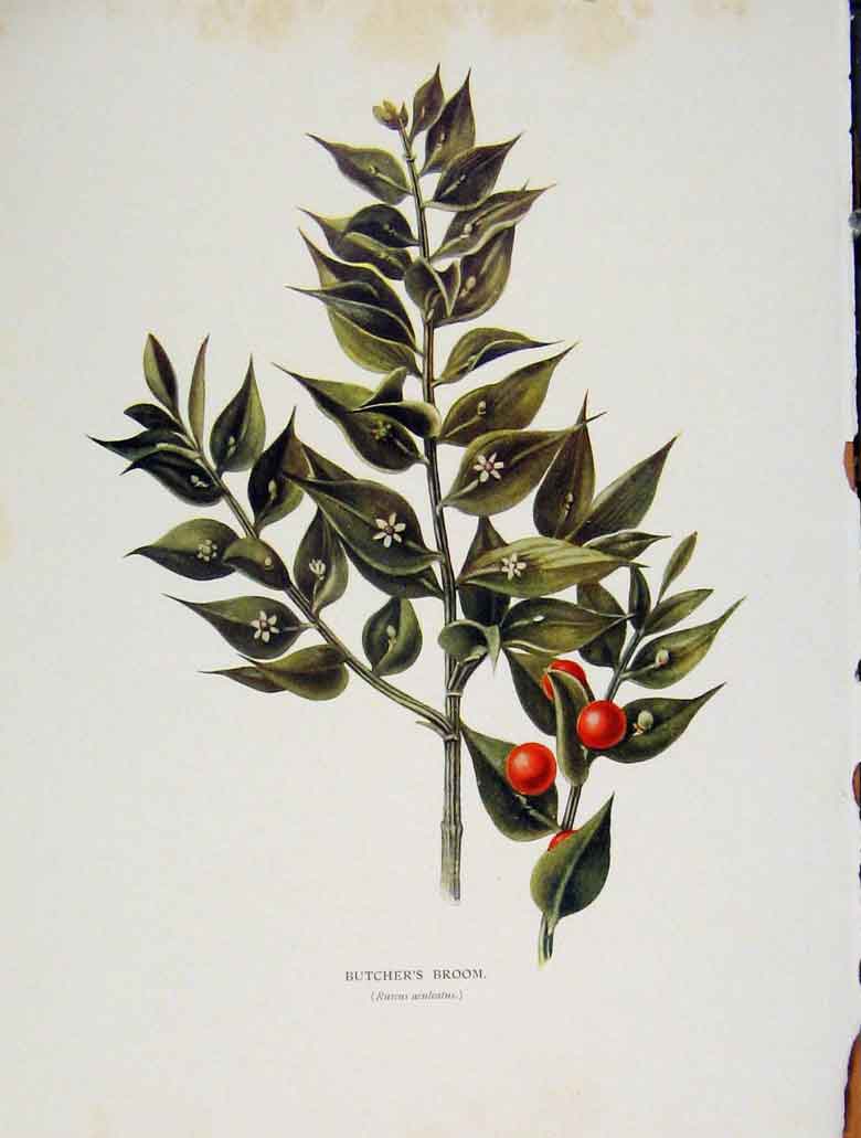 Original Old Antique Print Butchers Brrom Trees And Shrubs Plant Color