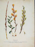 Original Old Antique Print Dwarf Swallow Trees And Shrubs C1909 20th Century
