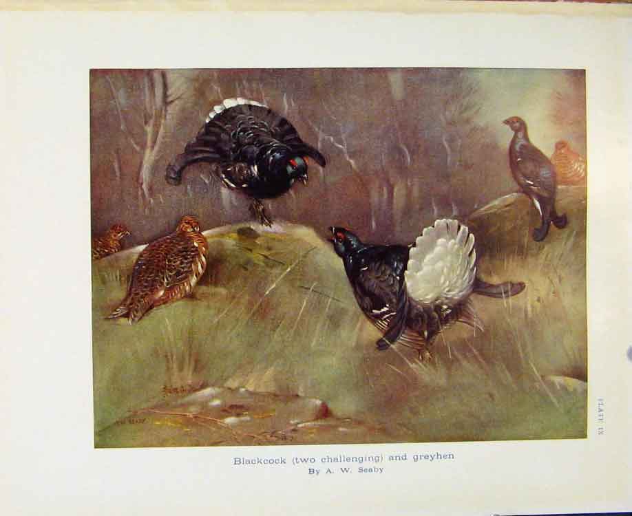 Old Antique Print Sporting Birds Blackcock Challenging And Grey Hen Seaby