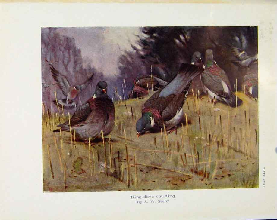 Original Old Antique Print Sporting Birds Ring Dove Courting By Seaby