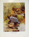 Original Old Antique Print Sporting Birds Stock Dove Drinking By Collins