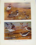 Original Old Antique Print Sporting Birds Ringed Plover Kentish Plover By Seaby