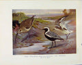 Old Antique Print Sporting Birds Grey Plover Whimbrel By Seaby Birds Prin