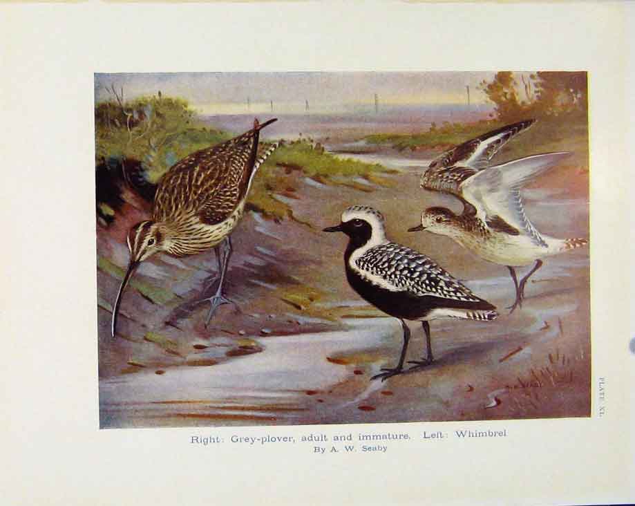 Old Antique Print Sporting Birds Grey Plover Whimbrel By Seaby Birds Prin
