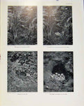 Original Old Antique Print Sporting Birds Partride Nest Eggs Pheasant Nest Photo