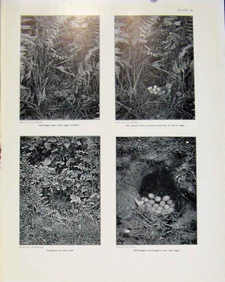 Original Old Antique Print Sporting Birds Partride Nest Eggs Pheasant Nest Photo