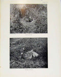 Original Old Antique Print Sporting Birds Greyhen Ptarmigan Nests Photo