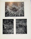 Old Antique Print Sporting Birds Four Young Snipe In Nest Woodcock Photo