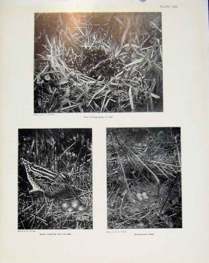 Old Antique Print Sporting Birds Four Young Snipe In Nest Woodcock Photo