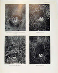 Old Antique Print Sporting Birds Common Shelducks Nest Mallard Nest Photo