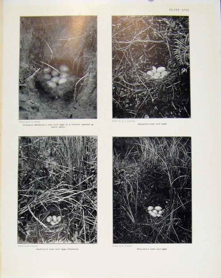 Old Antique Print Sporting Birds Common Shelducks Nest Mallard Nest Photo