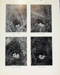 Old Antique Print Sporting Birds Pintails Nest Teals Nest Garganeys Photo