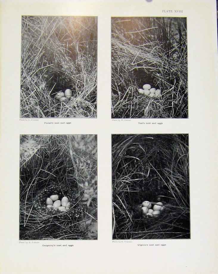 Old Antique Print Sporting Birds Pintails Nest Teals Nest Garganeys Photo