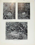 Original Old Antique Print Sporting Birds Pochards Nest Tufted Ducks Nest Photo