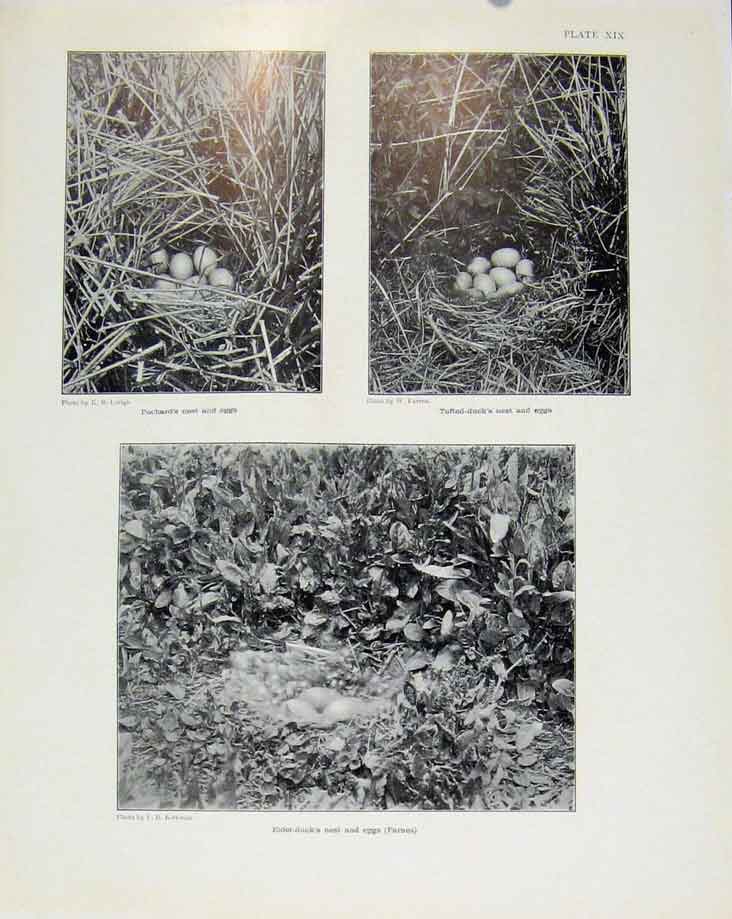 Original Old Antique Print Sporting Birds Pochards Nest Tufted Ducks Nest Photo