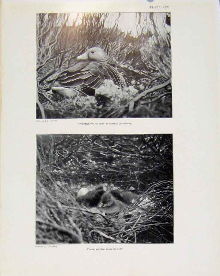 Original Old Antique Print Sporting Birds Greylag Goose Young In Nest Photo