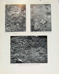 Old Antique Print Sporting Birds Dotterels Nest Ringed Plover Nest Photo