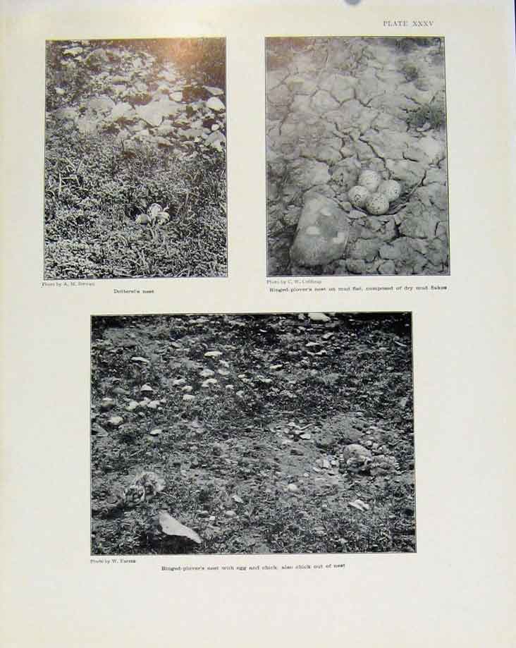 Original Old Antique Print Sporting Birds Ring Doves Nest Stock Doves Nest Photo