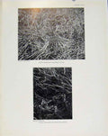 Original Old Antique Print Sporting Birds Curlew In Nest Curlew Hatching Photo