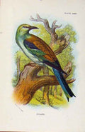 Original Old Antique Print Birds Roller By Sharpe Lloyds History