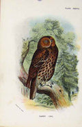 Old Antique Print Lloyds Natural History Birds Tawny Owl By Sharpe C1896 19th