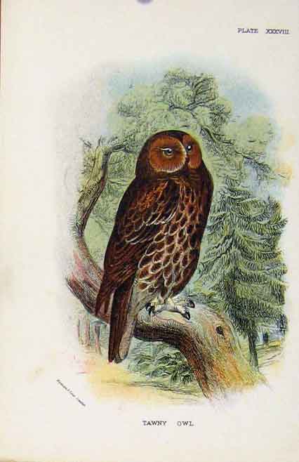 Old Antique Print Lloyds Natural History Birds Tawny Owl By Sharpe C1896 19th