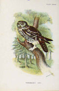 Original Old Antique Print Tengmalms Owl Lloyds Natural History Birds By Sharpe