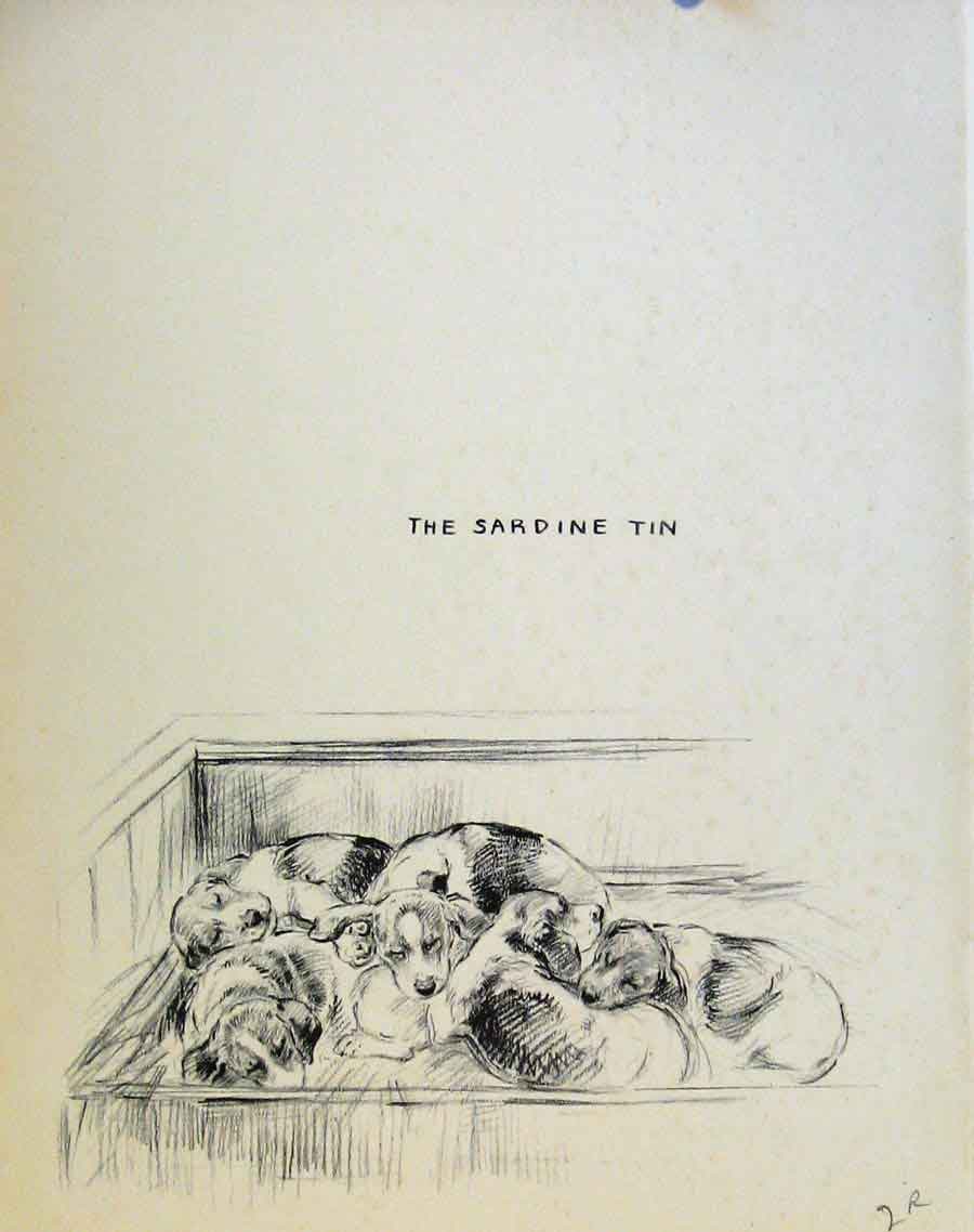 Original Old Vintage Print Pencil Puppy Dog Drawing By Barker C1937 20th