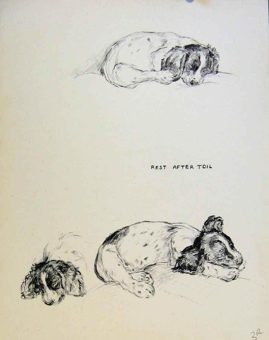Original Old Antique Print Just Pups By K F Barker Pencil Sketch Dog Drawing