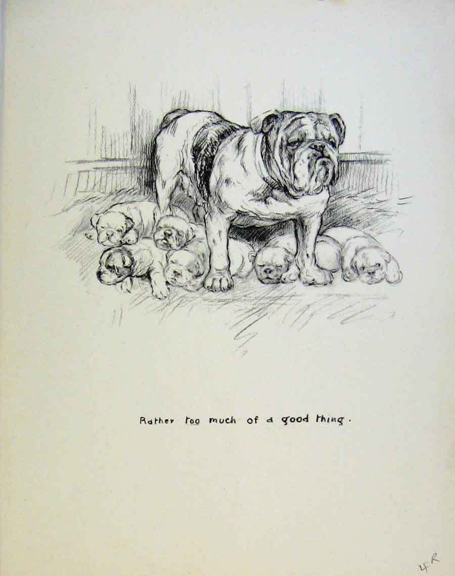 Original Old Vintage Print Dog Drawing Puppy Sketches By Barker C1937 20th