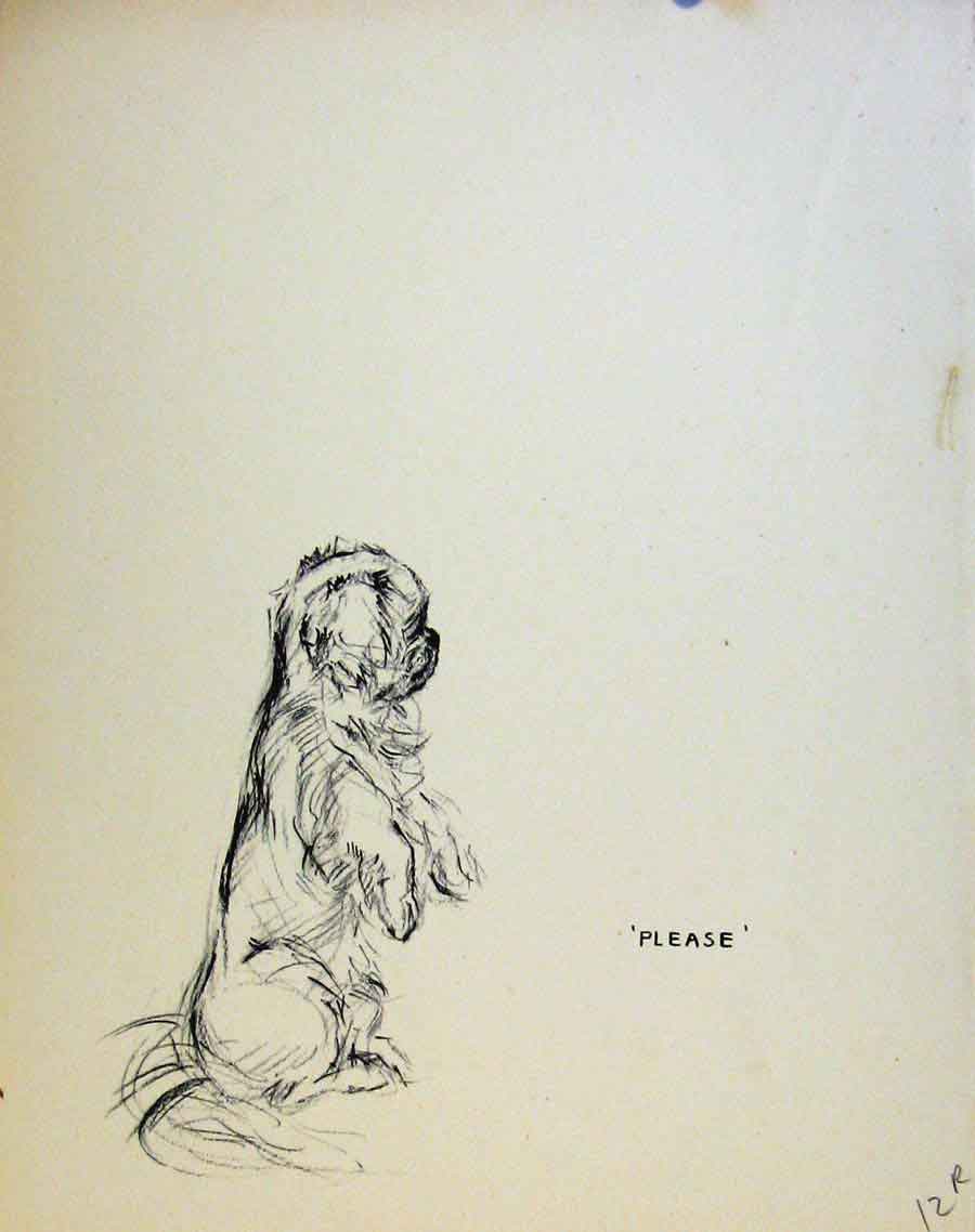 Original Old Antique Print Just Pups By K F Barker Pencil Sketches Dog Puppy