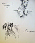 Original Old Antique Print Dog Puppy Drawing Pencil Sketch By Barker