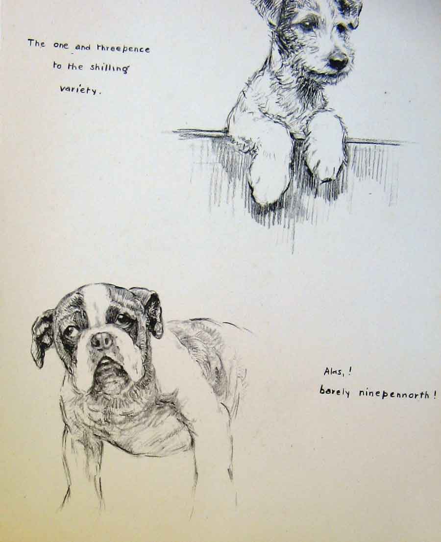 Original Old Antique Print Dog Puppy Drawing Pencil Sketch By Barker