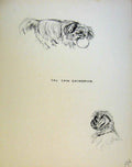 Original Old Antique Print Puppy Dog Drawing Just Pups By K F Barker Art 20th