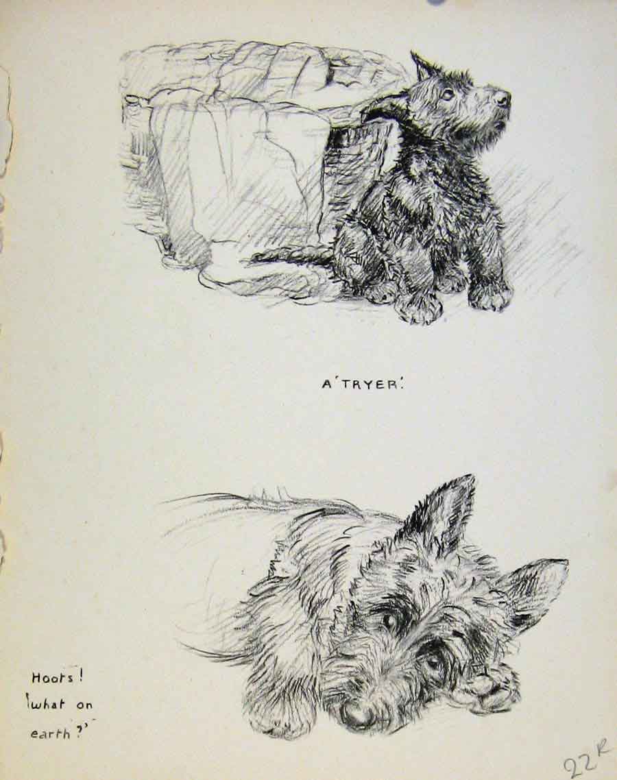 Original Old Antique Print Fine Art Pencil Puppy Dog Drawing By Barker