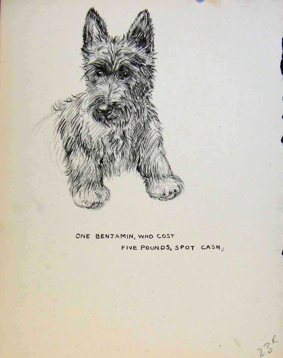 Original Old Vintage Print Just Pups By K F Barker Pencil Sketches C1937 20th