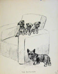 Original Old Antique Print Just Pups By K F Barker Puppy Dog Drawing