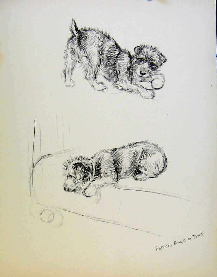 Original Old Antique Print Just Dogs By K F Barker Dog Drawing Pencil Sketch