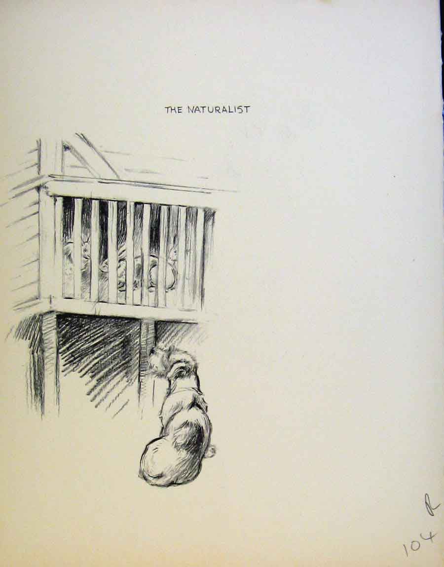 Old Antique Print Just Dogs By K F Barker Dog Drawing Pencil Sketches Art