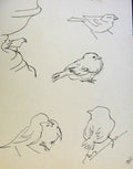 Original Old Antique Print Birds Man Shooting By J Dowd & B Spender Pen Drawing