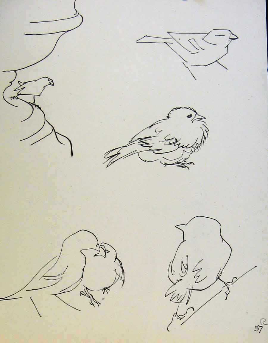 Original Old Antique Print Birds Man Shooting By J Dowd & B Spender Pen Drawing
