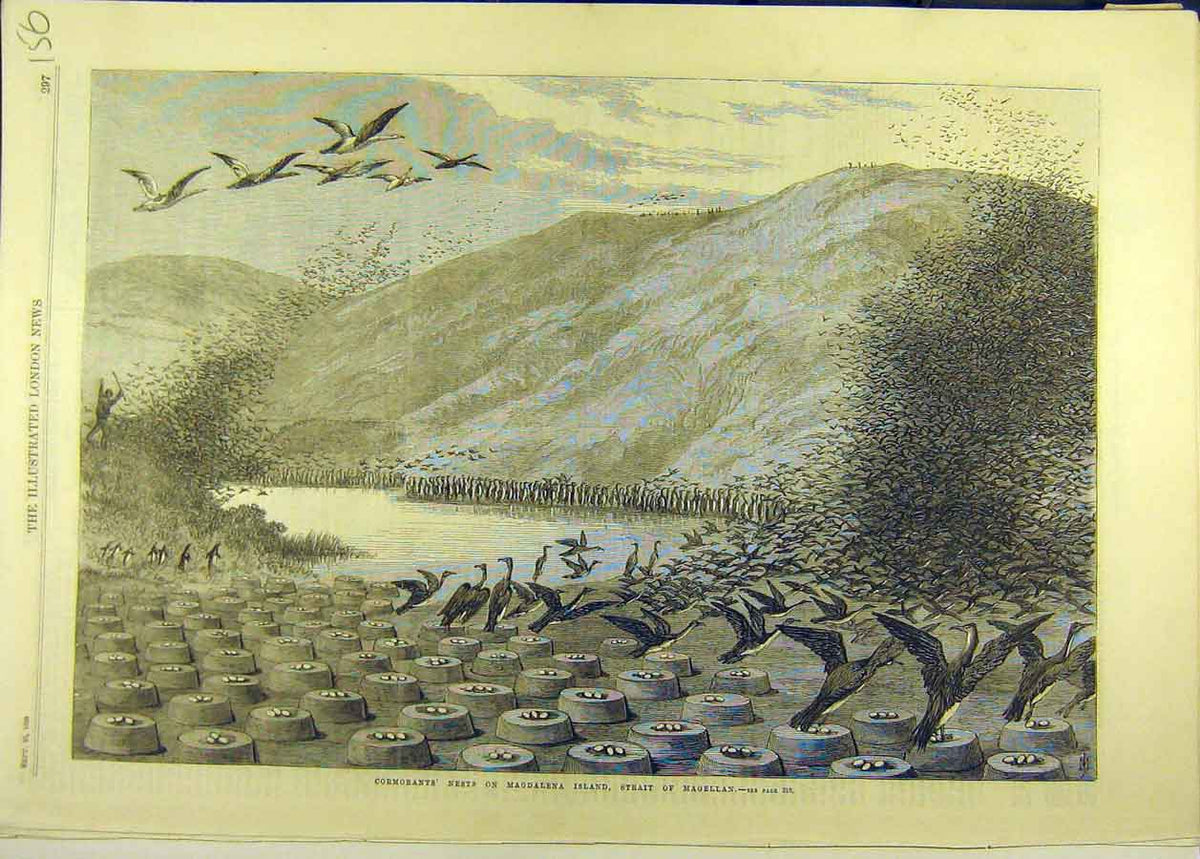 Original Old Antique Print 1869 Cormorants Nests Magdalena Island Magellan 19th